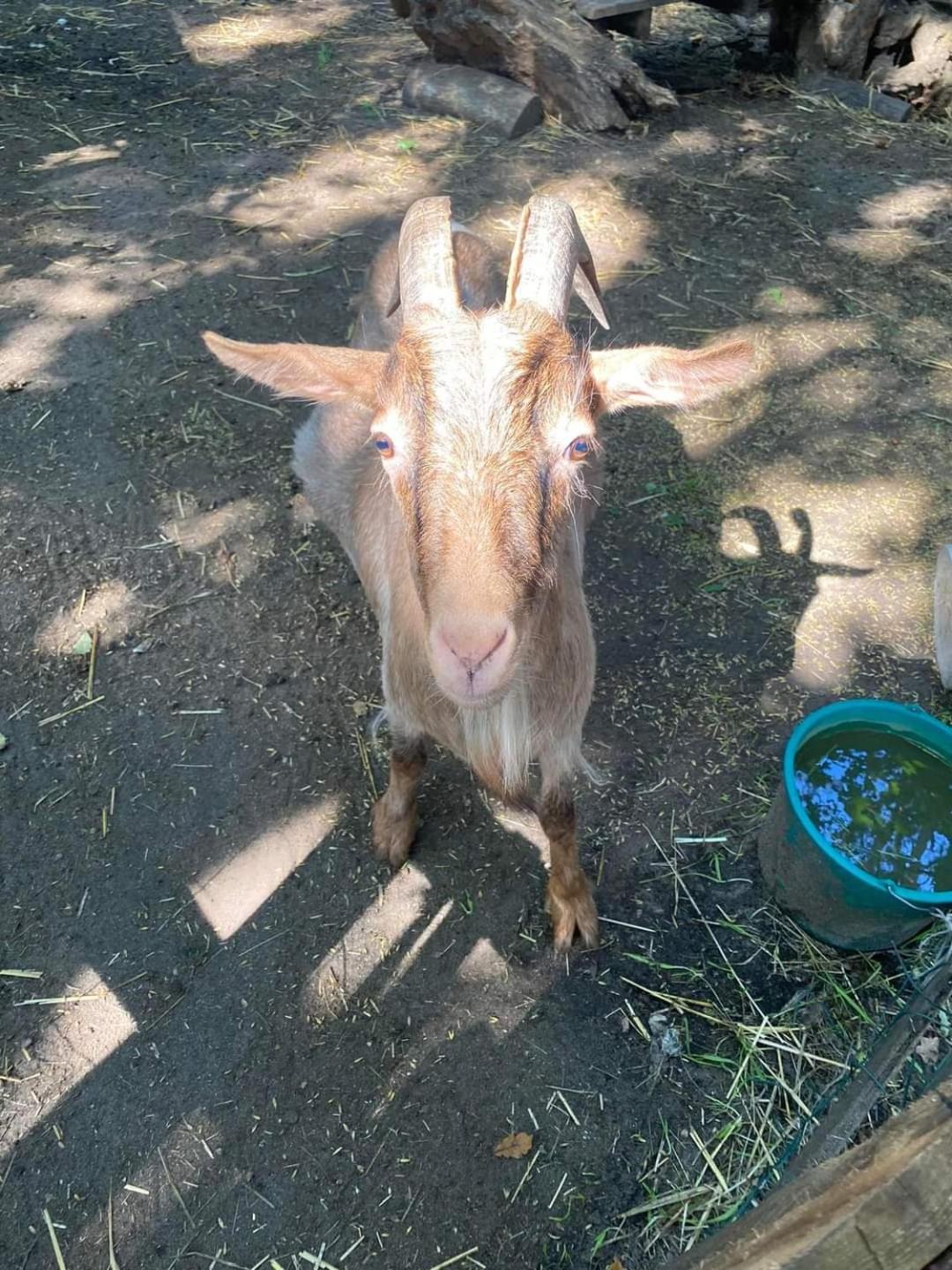 Dwor Mysinek Daire Grabowiec  Dış mekan fotoğraf